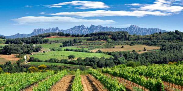 Visita Bodegas 5 horas